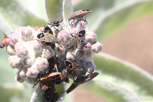iNaturalist observation photo of Small Milkweed Bug