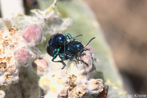 iNaturalist observation photo of Cobalt Milkweed Beetle