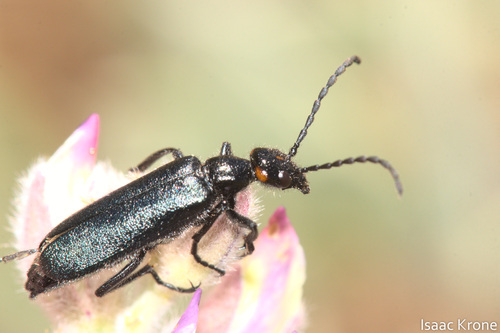 iNaturalist observation photo of Red-eared Blister Beetle