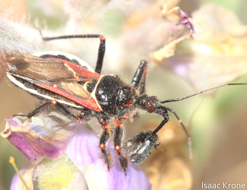 iNaturalist observation photo of California Bee Assassin