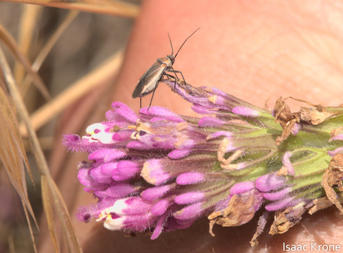 iNaturalist observation photo of Scarlet Plant Bugs