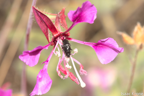 iNaturalist observation photo of Beetles