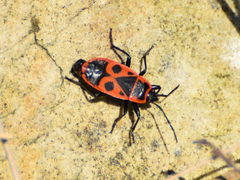 Pyrrhocoris apterus