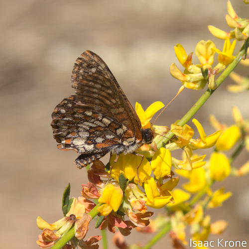 iNaturalist observation photo of Variable Checkerspot