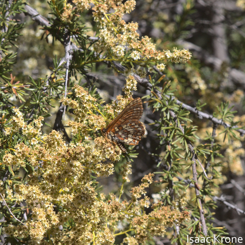 iNaturalist observation photo of Variable Checkerspot