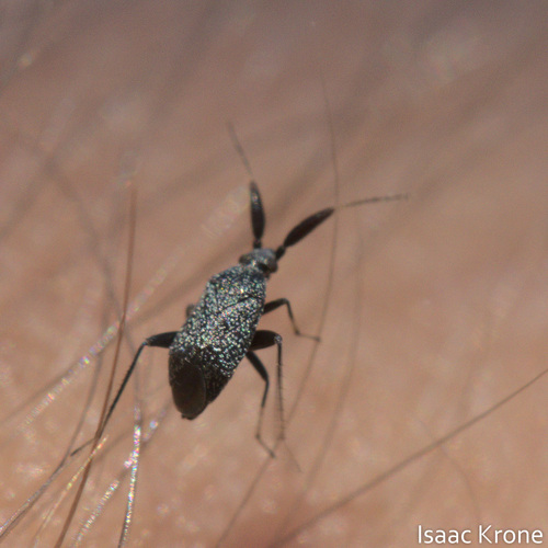 iNaturalist observation photo of Phylinae