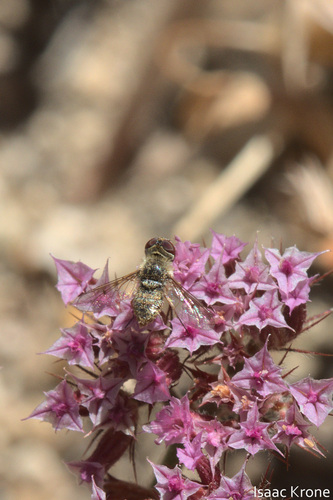 iNaturalist observation photo of Lepidanthrax