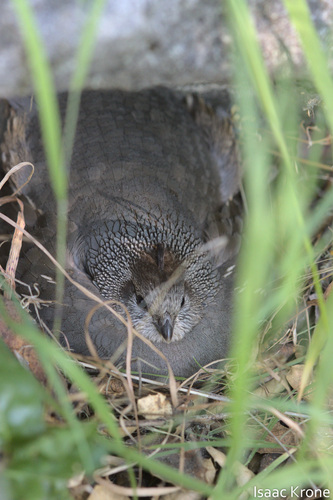 iNaturalist observation photo of California Quail