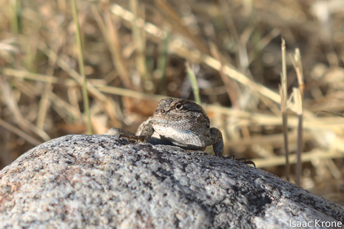 iNaturalist observation photo of Western Fence Lizard