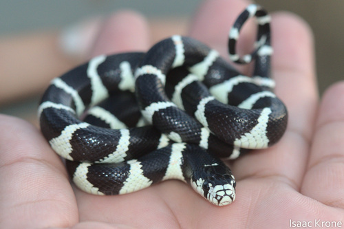 iNaturalist observation photo of California King Snake