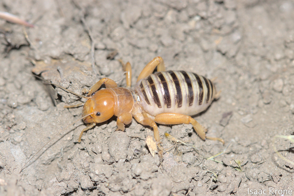 North American Jerusalem Crickets