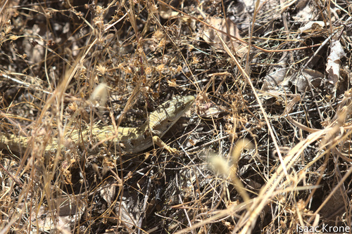 iNaturalist observation photo of Southern Alligator Lizard