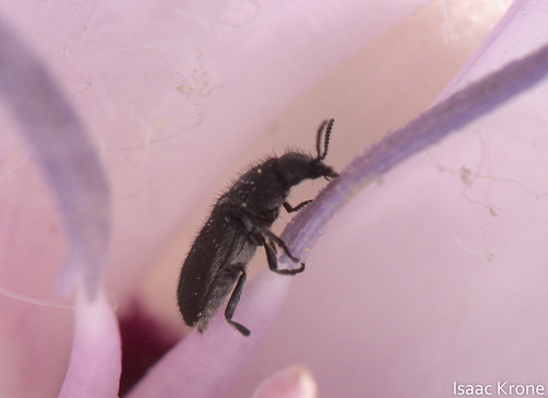 iNaturalist observation photo of Beetles