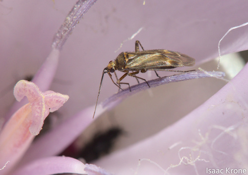iNaturalist observation photo of Plagiognathus