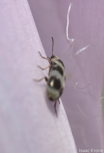 iNaturalist observation photo of Soft-winged Flower Beetles