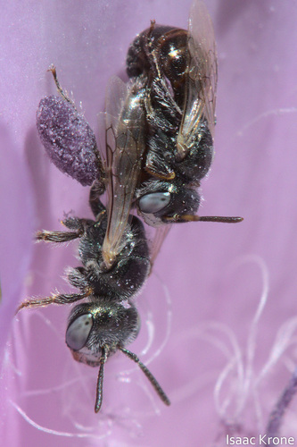 iNaturalist observation photo of Pygoperdita