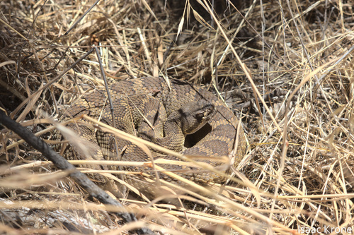 iNaturalist observation photo of Northern Pacific Rattlesnake