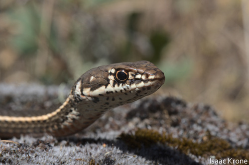 iNaturalist observation photo of California Striped Racer