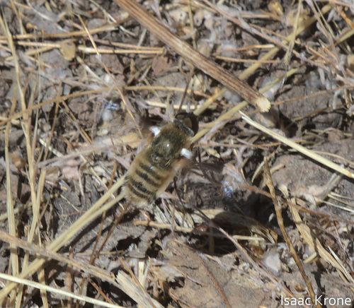 iNaturalist observation photo of Villa