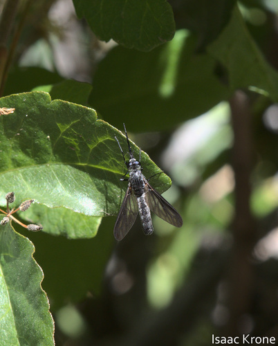 iNaturalist observation photo of Thevenetimyia