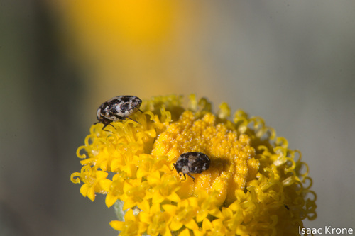 iNaturalist observation photo of Anthrenus lepidus