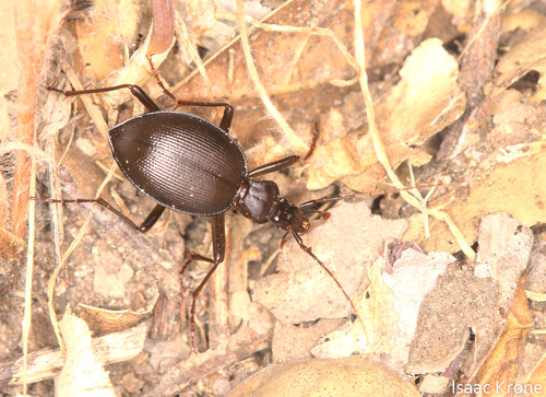 iNaturalist observation photo of Brennus