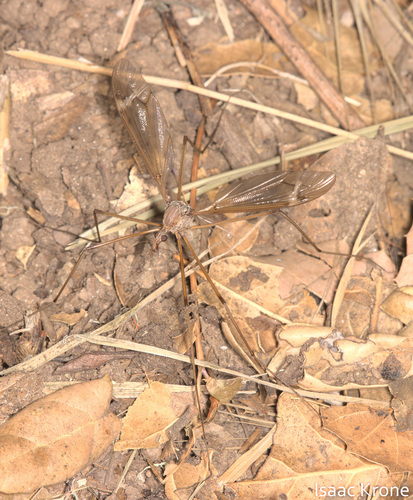 iNaturalist observation photo of Tipulinae