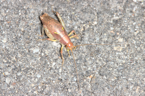 iNaturalist observation photo of Gammarotettix genitalis