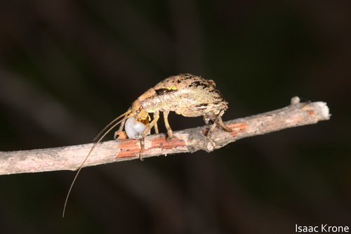 iNaturalist observation photo of Gammarotettix genitalis