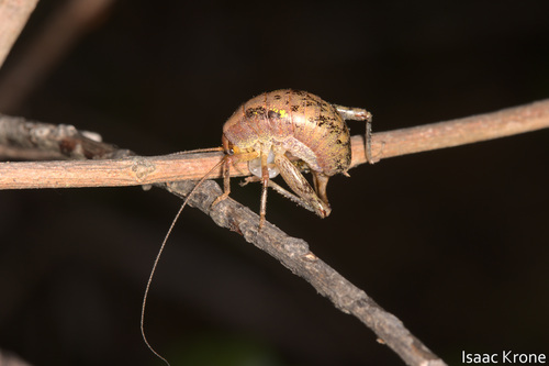 iNaturalist observation photo of Gammarotettix genitalis