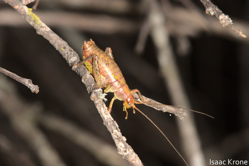 iNaturalist observation photo of Gammarotettix genitalis