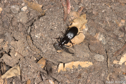 iNaturalist observation photo of Bentbristles