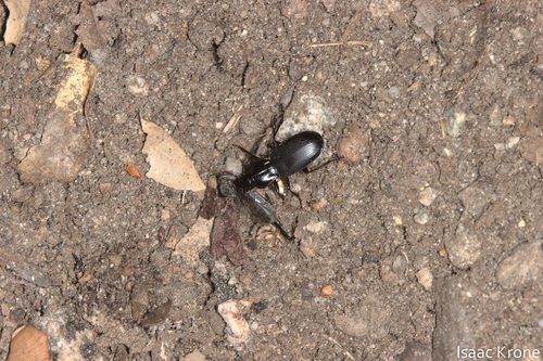 iNaturalist observation photo of Hypherpes