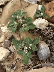 Anastatica hierochuntica