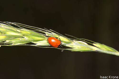 iNaturalist observation photo of Convergent Lady Beetle