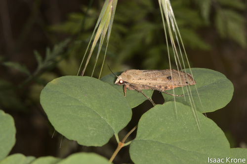 iNaturalist observation photo of Large Yellow Underwing