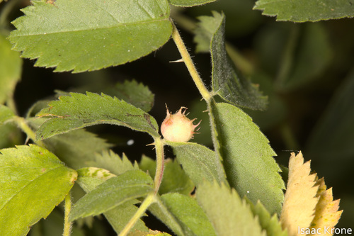 iNaturalist observation photo of Diplolepis