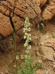 Reseda decursiva