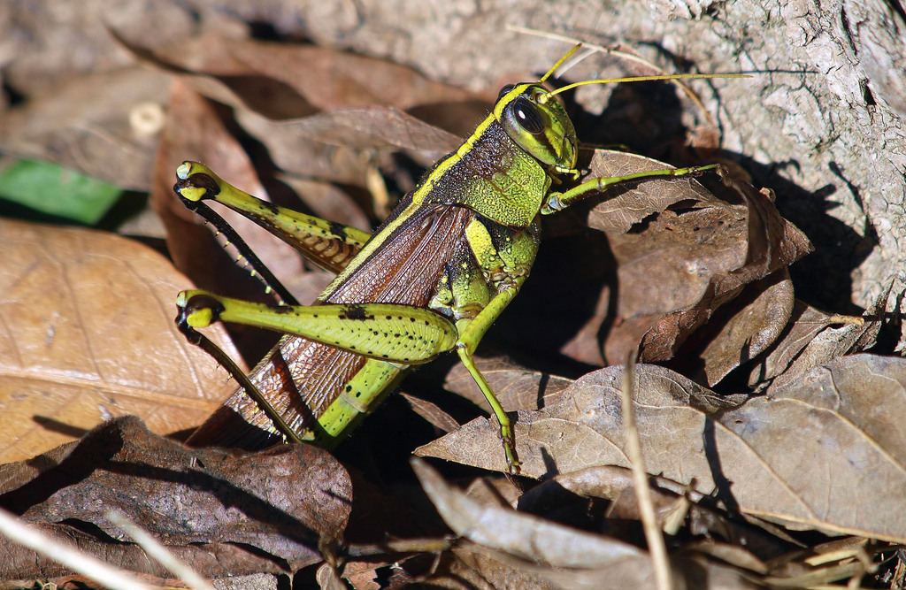 Obscure Bird Grasshopper from Fish Hatchery Dallas, TX, USA on November ...