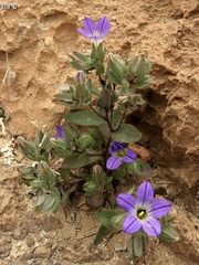 Campanula hierosolymitana