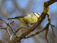 Cyanistes caeruleus