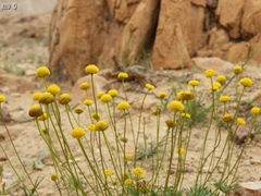 Aaronsohnia factorovskyi