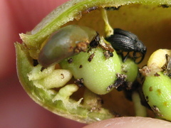 Trichapion rostrum