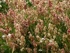 Rumex cyprius