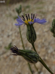 Volutaria crupinoides