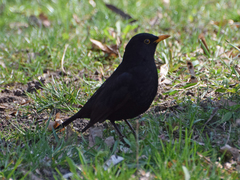 Turdus merula