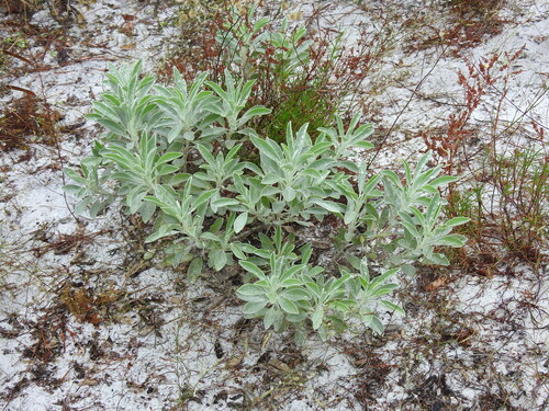 Image of Lupinus aridorum by no rights reserved