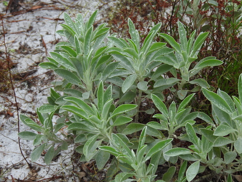 Image of Lupinus aridorum by no rights reserved