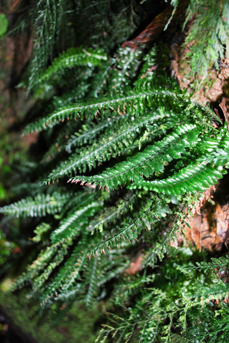 Cephalomanes atrovirens observed 2009-03-24