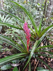Aechmea vallerandii